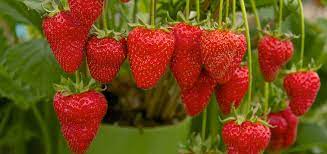 Legend of the First man and woman; Tehim (strawberry) heart fruit!